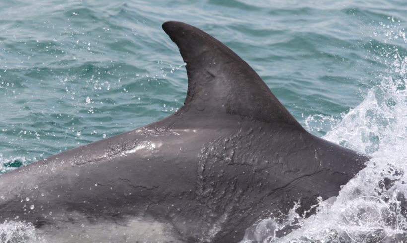 Identifying cetaceans